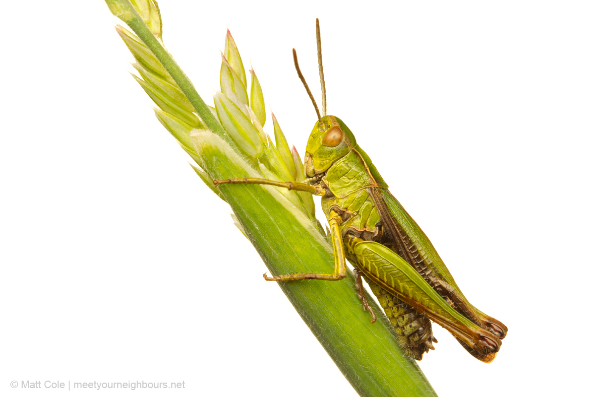 MYN Common Green Grasshopper